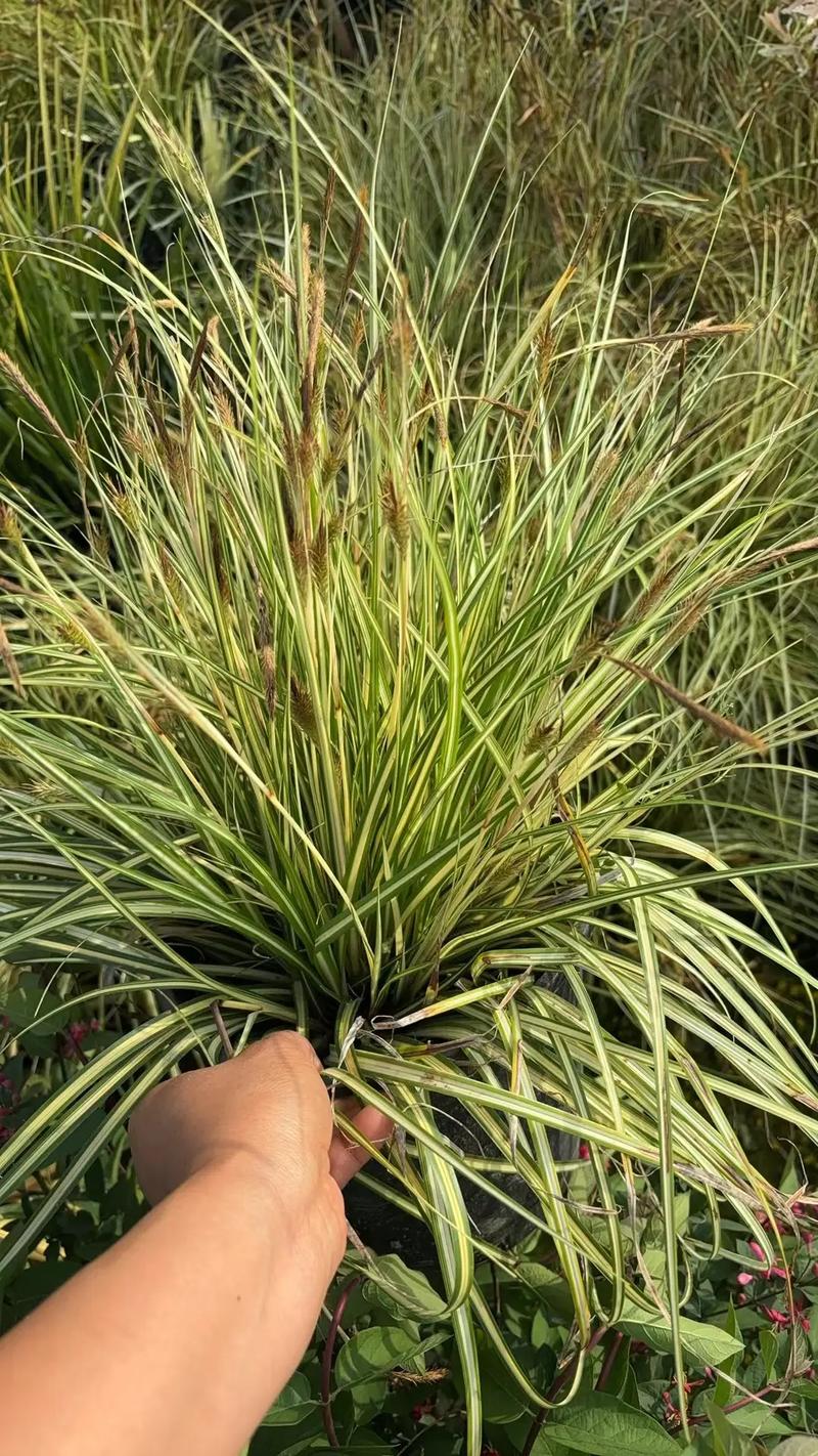 園林綠化工程苗木人 #全網(wǎng)搜索苗木有緣人 廠房綠化設(shè)計(jì)施工