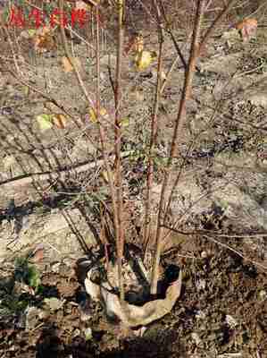 自家苗木承攬名勝古跡美化工程青扦營養(yǎng)杯苗_供應(yīng)信息_金農(nóng)網(wǎng)