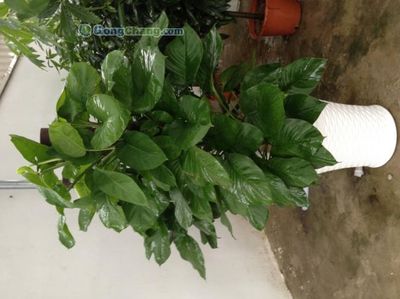 蘇州工業園區新昌綠化工程 打造生態工業新典范